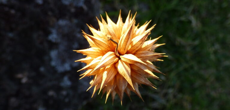 Leonotis