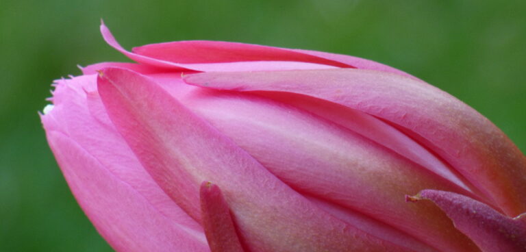 Epiphyllum